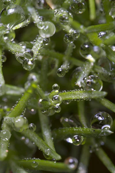 Moss otlar sabah yoğunlaşma ile — Stok fotoğraf