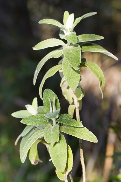 Fialový phlomis (phlomis purpurea) rostlina — Stock fotografie
