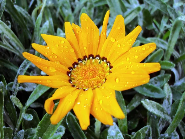 Flor de Gazania —  Fotos de Stock