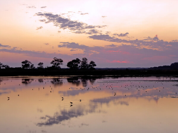 Wilderness swamps