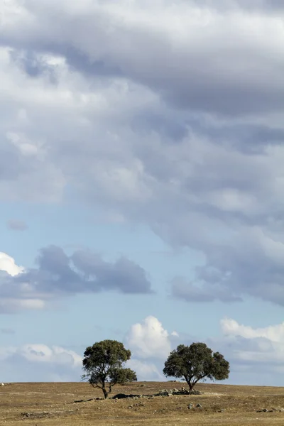 Samotne drzewa i pochmurne niebo — Zdjęcie stockowe