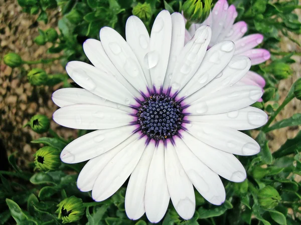 African Moon Daisy — Fotografie, imagine de stoc