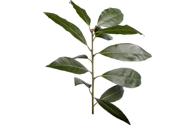 Oddział bay laurel — Zdjęcie stockowe