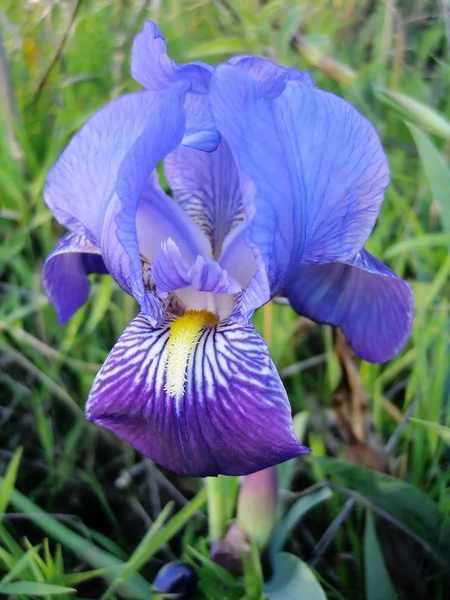 Blaubärtige Schwertlilie lizenzfreie Stockbilder