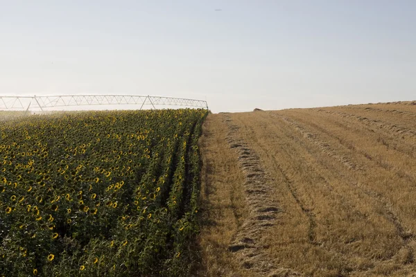 Irrigation system on sunflower field — Stock Photo, Image