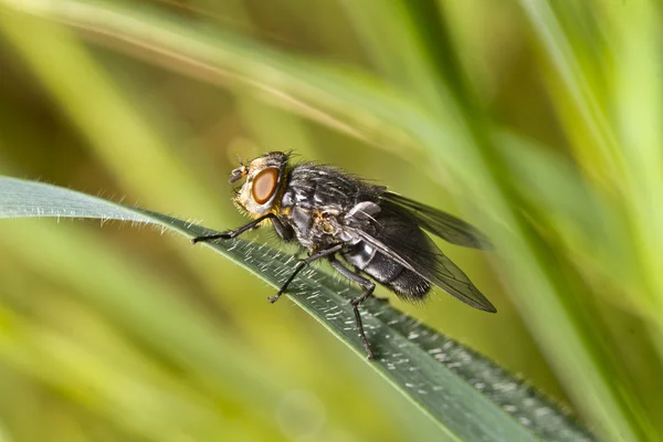 Fly on top of leaf — Stock Photo, Image