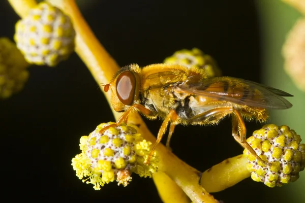 橙色 hoverfly — 图库照片