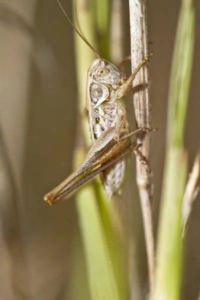 Bruin sprinkhaan — Stockfoto