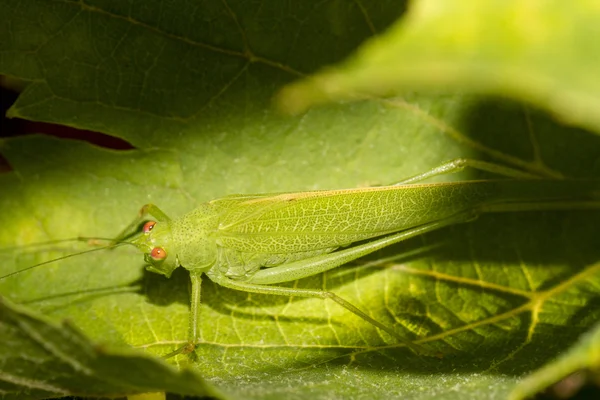 European Grasshopper (Tettigonia viridissima) — Stock Photo, Image
