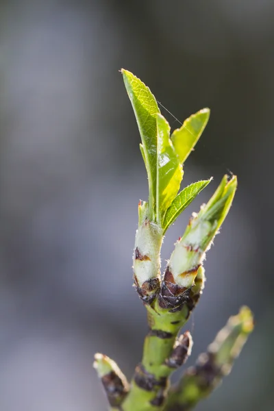 Mandelträd spira — Stockfoto