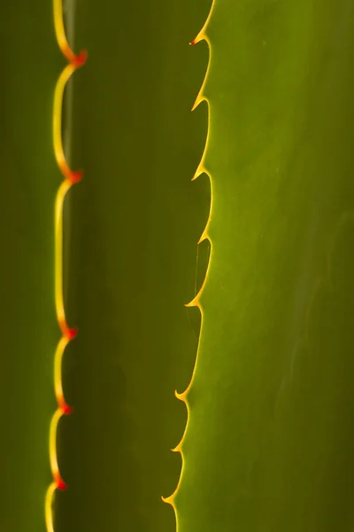 Cactus spikes — Stock Photo, Image