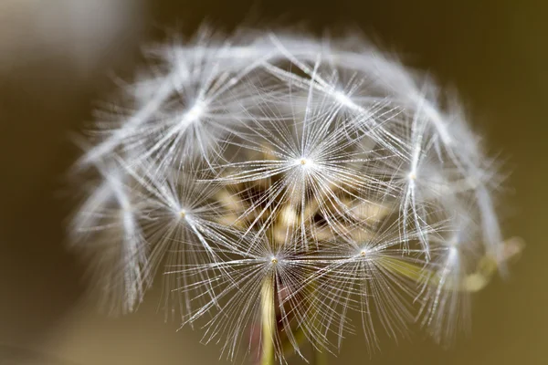 Biji dandelion — Stok Foto