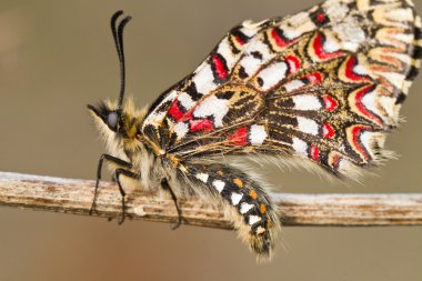 İspanyolca kelebek (Zerynthia rumina süsleyelim)