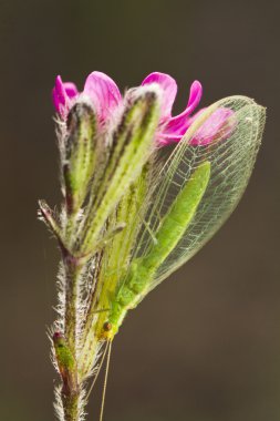 Yeşil Lacewing (Chrysoperla carnea)