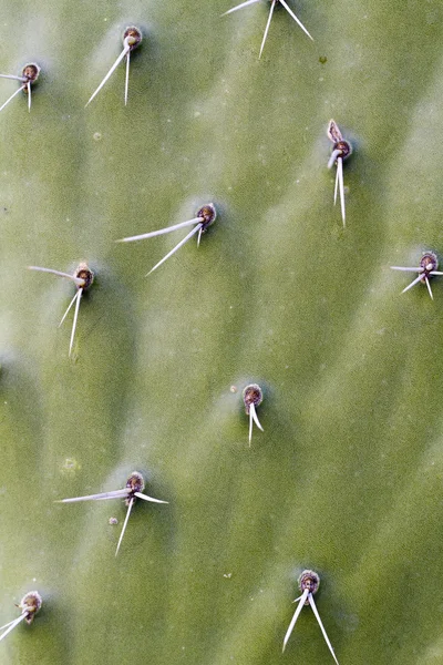 Cactus surface — Stock Photo, Image