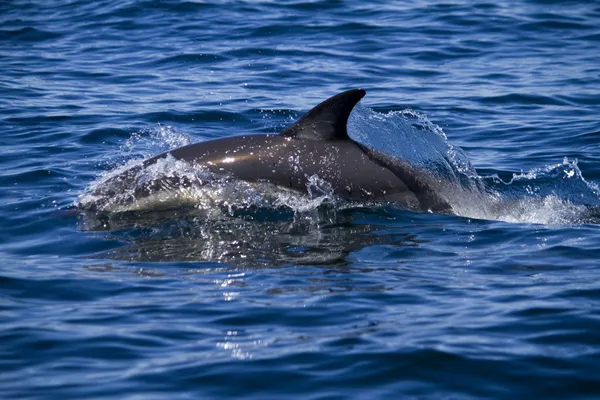 Wild dolphins — Stock Photo, Image