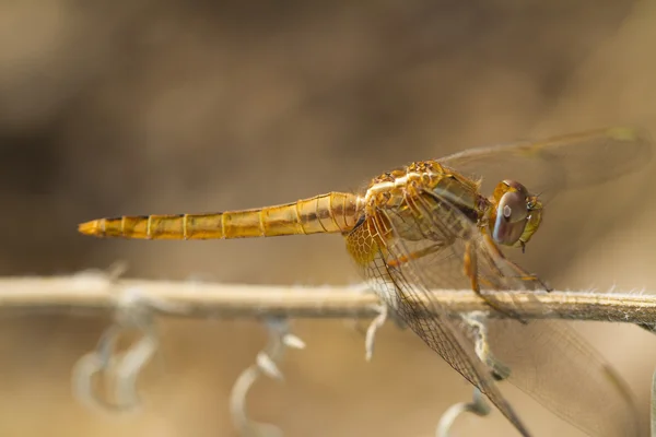 Skarlagenrød darter (Crocothemis erythraea) øyenstikkende – stockfoto