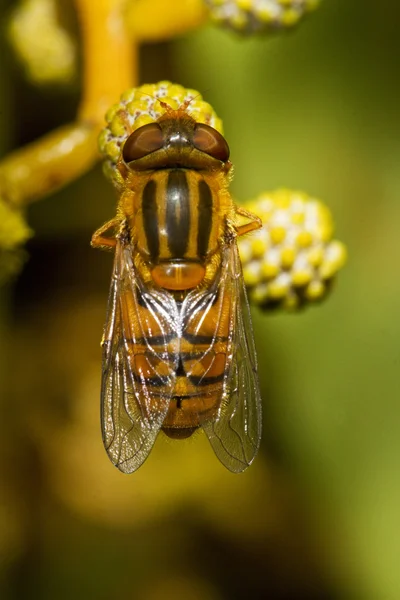 Turuncu hoverfly — Stok fotoğraf