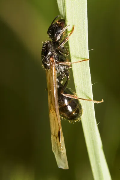 Harvester Ant (Messor barbarus) — Stock Photo, Image