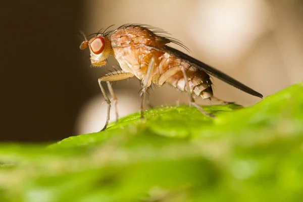 Fruit fly — Stock Photo, Image