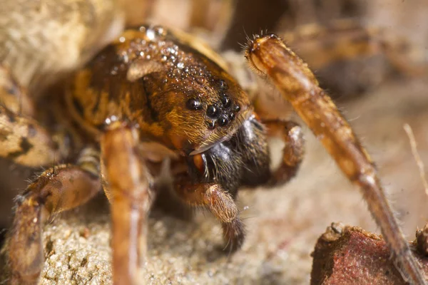 Spider on attack position — Stock Photo, Image