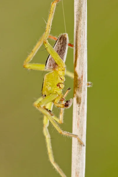 Зеленый охотник паук (Micrommata virescens ) — стоковое фото