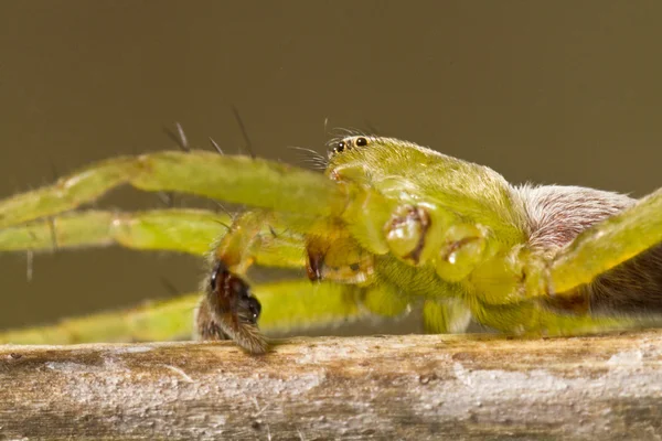 Yeşil avcı örümcek (Micrommata virescens) — Stok fotoğraf