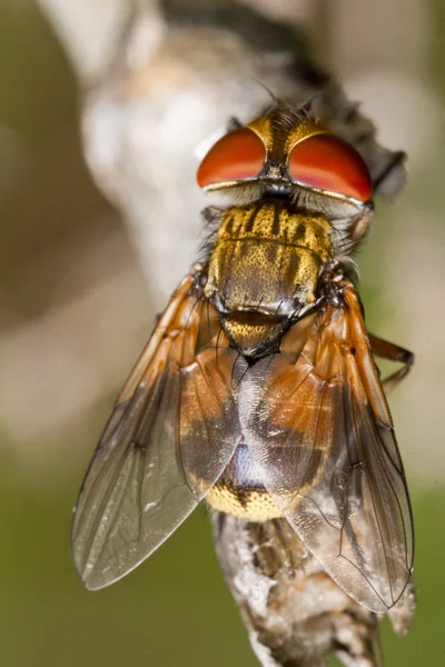 Mosca tachina — Foto de Stock