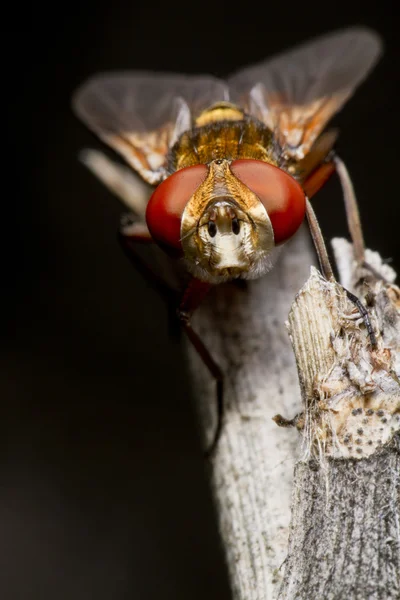 Mosca tachina — Foto de Stock