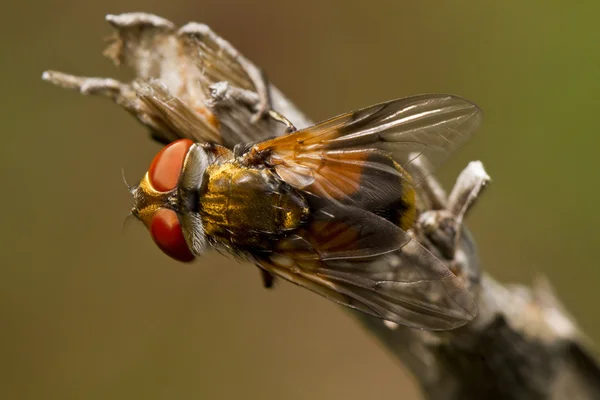 Tachina volare — Foto Stock