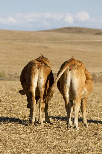 Vacas marrons — Fotografia de Stock
