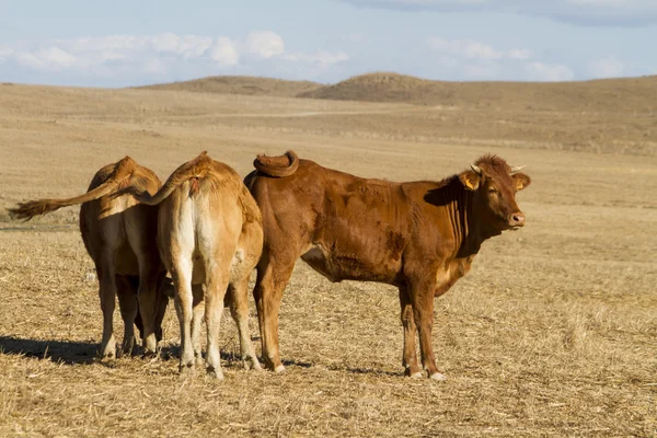 Vacas marrons — Fotografia de Stock