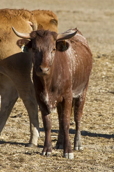 Vacche brune — Foto Stock