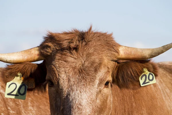 Brown cow — Stock Photo, Image