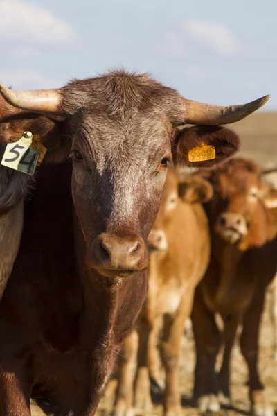 Brown cow — Stock Photo, Image