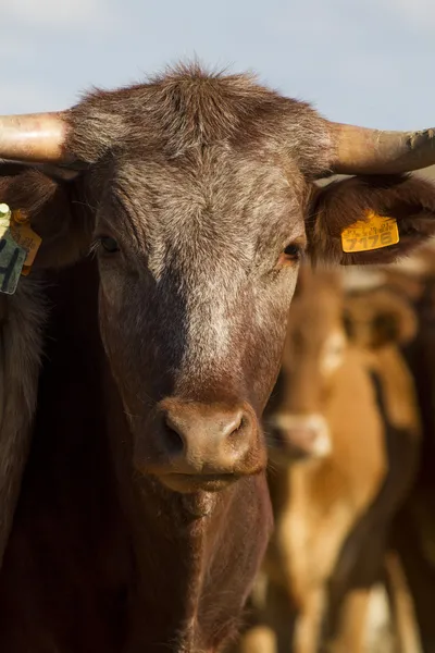 Brown cow — Stock Photo, Image