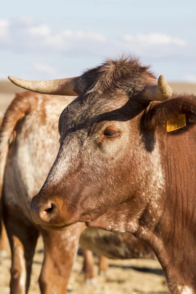 Brown cow — Stock Photo, Image