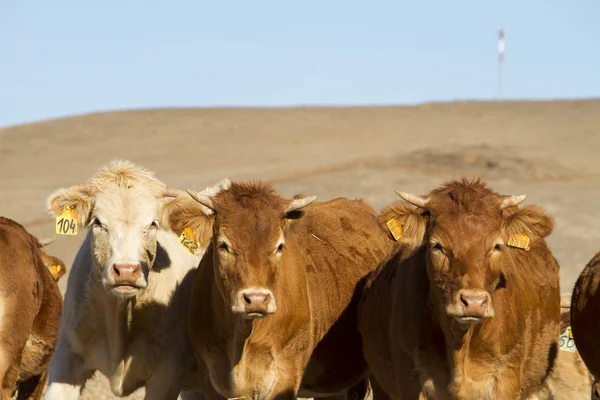 Vacas marrons — Fotografia de Stock