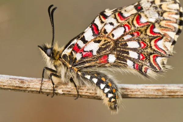 Испанская бабочка (Zerynthia rumina ) — стоковое фото