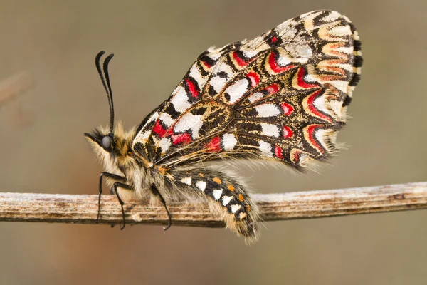 Spanish festoon butterfly (Zerynthia rumina) — Stock Photo, Image