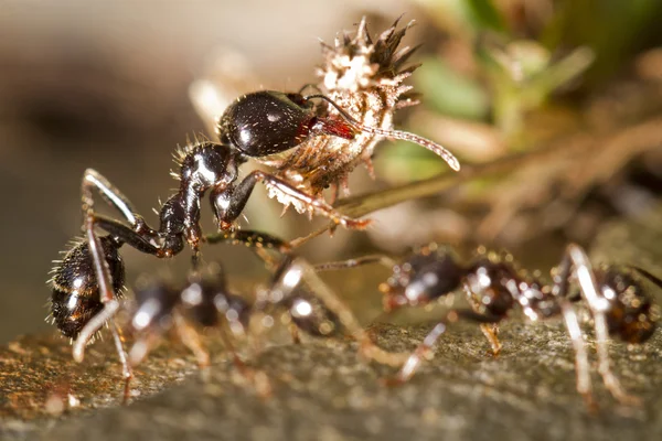 Worker ants — Stock Photo, Image