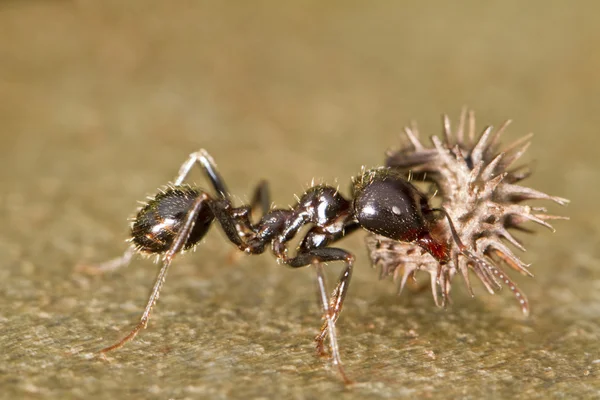 Hormigas obreras — Foto de Stock