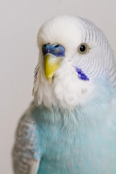 Обыкновенный попугай — стоковое фото