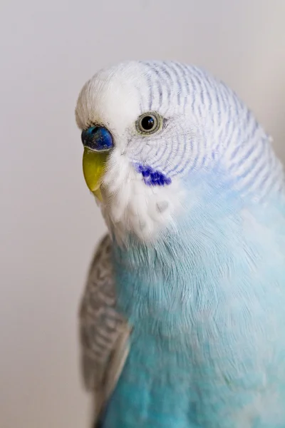 Wspólny Pieścić papuga długoogonowa — Zdjęcie stockowe