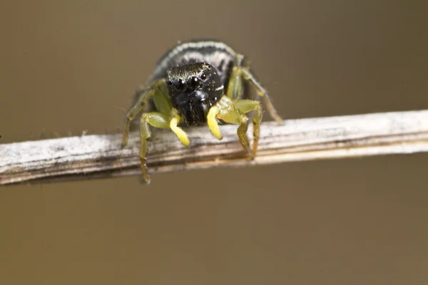 Aranha de Heliophanus auratus — Fotografia de Stock