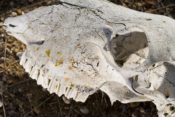 Sheep skull — Stock Photo, Image