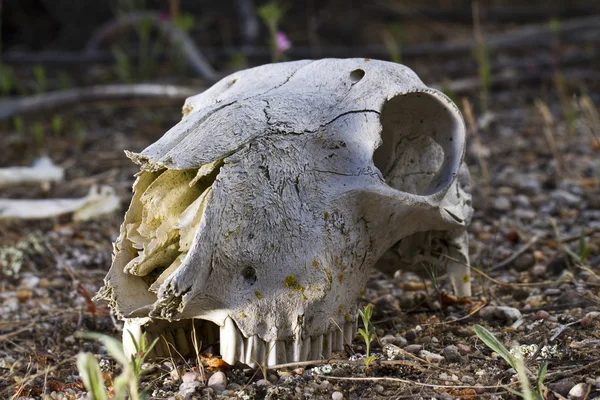 Sheep skull — Stock Photo, Image