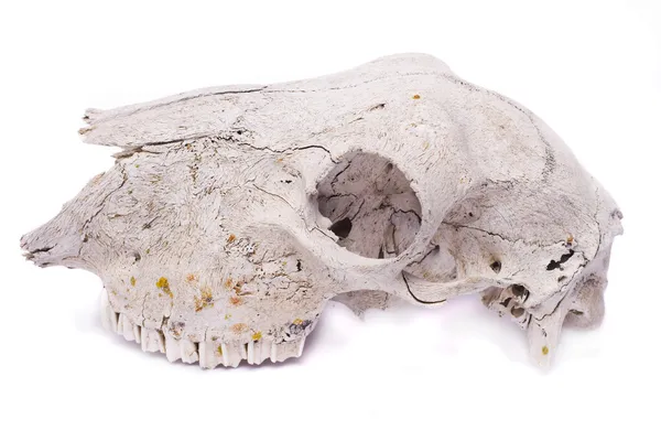 Sheep skull — Stock Photo, Image