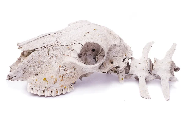 Sheep skull — Stock Photo, Image