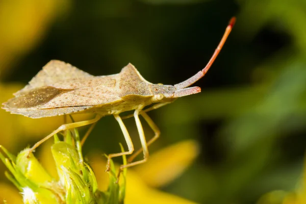 Bug (Enoplops scapha) — Fotografia de Stock